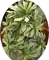 Aeonium goochiae cv. 'Ballerina'