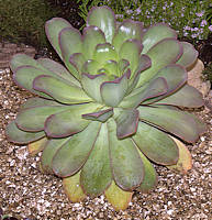 Aeonium hierrense