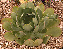 Aeonium cuneatum