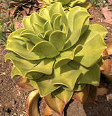 Aeonium nobile