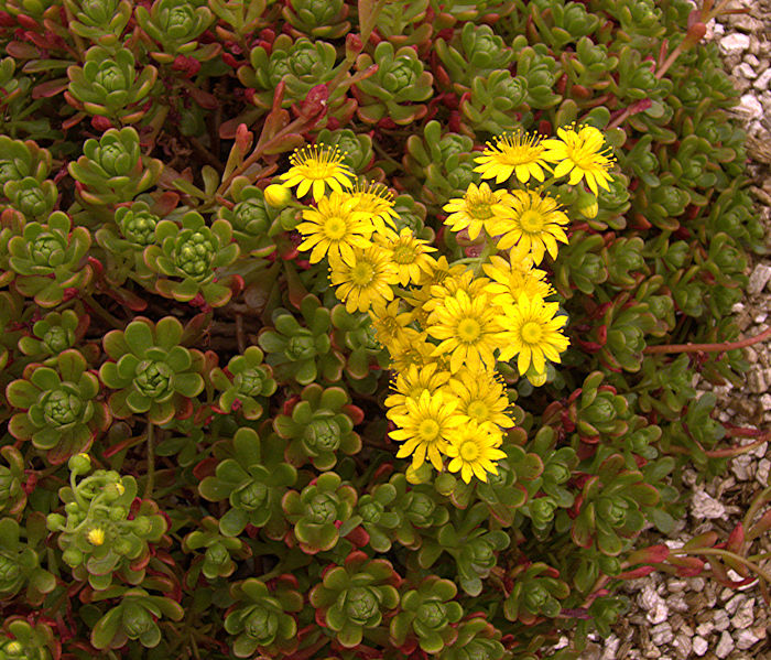 Aeonium - Crassulaceae