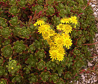 Aeonium sedifolium