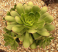 Aeonium 'Green Bay'