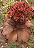 Aeonium nobile