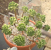 Aeonium lindleyi