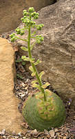 Aeonium tabuliforme