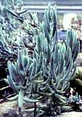 Cotyledon decussata