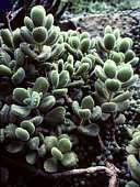 Cotyledon tomentosa ssp. ladismithensis