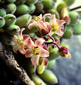 Cotyledon tomentosa ssp. ladismithensis