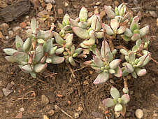 Cotyledon papilaris