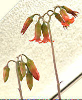 Cotyledon adscendens