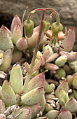 Cotyledon papillaris flower