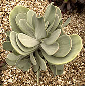 Cotyledon orbiculata