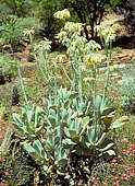 Cotyledon orbiculata