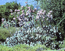 Cotyledon orbiculata