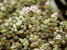 Crassula brevifolia - RBG Kew - cultivated