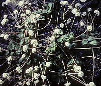 Crassula montana ssp. quadrangularis