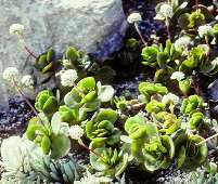 Crassula swaziensis