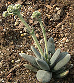 Crassula tecta