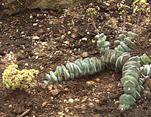 Crassula perforata