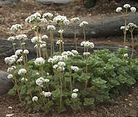 Crassula socialis