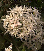 Crassula ovata