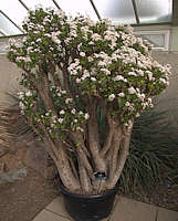 Crassula ovata - Jade plant - cultivated