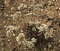 Crassula ausensis ssp. ausensis