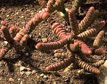 Crassula rupestris ssp. marneriana