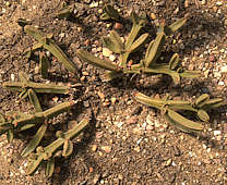 Crassula pyramidalis var. scabrispina