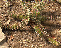 Crassula perforata