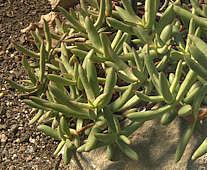 Crassula nudicaulis var. herrei