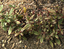 Crassula cultrata