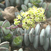 Crassula nealeana