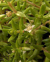 Crassula helmsii