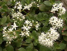 Crassula lactea