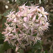 Crassula portulaca flower