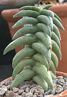 Crassula fusca