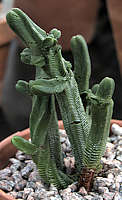 Crassula pyramidalis