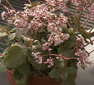 Crassula multicava