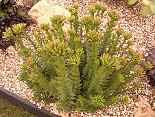 Crassula coccinea