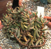 Crassula garibina