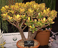 Crassula ovata cv. Hummel's Sunset on a display by Ottershaw Cacti