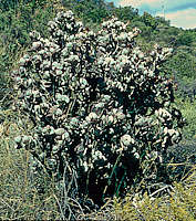 Crassula arborescens - RSA