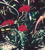 Crassula perfoliata var. falcata - RSA