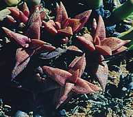 Crassula capitella ssp. thyrsiflora - RSA