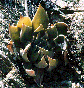 Dudleya sp. - California