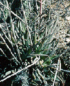 Dudleya sp. - California