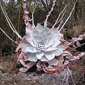 Dudleya pulverulenta