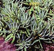 Dudleya edulis - RBG Kew